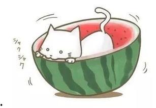 夏天吃瓜看球,瓜果飘香，激情看球夜