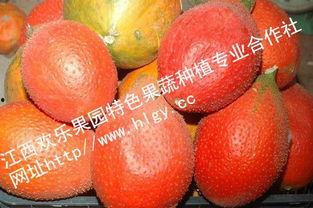 吃瓜天堂最新吃瓜,吃瓜天堂最新大瓜盘点，精彩纷呈等你来品