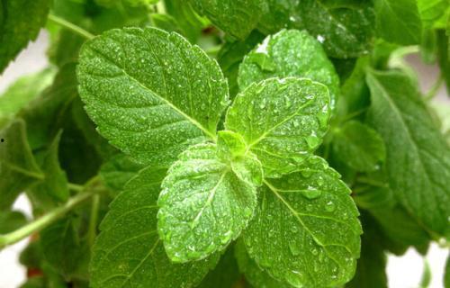 贵州吃瓜叶,探寻吃瓜叶的神秘魅力