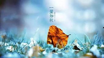 立秋吃瓜单位文案,瓜果飘香，尽享丰收美味！