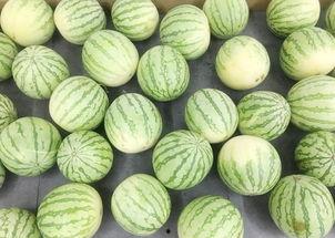 吃瓜之乐,揭秘网络热议背后的趣味人生