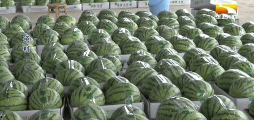 厦门新农人吃瓜,田园新风尚