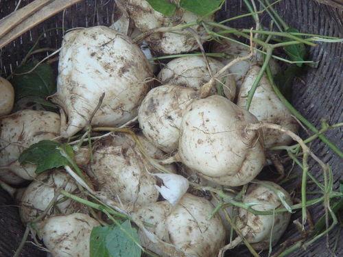 土瓜图片怎么吃,解锁土瓜的多彩吃法