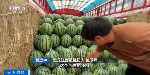 光伏圈吃瓜,揭秘行业“吃瓜”背后的真相