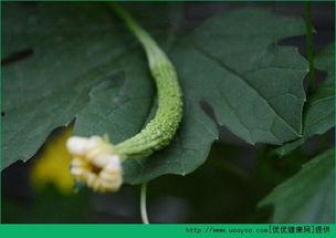 人流后可以吃杨瓜,营养恢复新选择