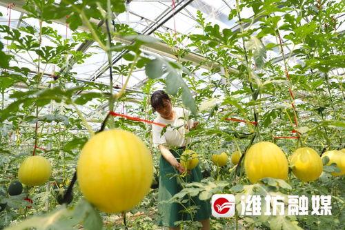 吃瓜网站山东潍坊,瓜香四溢，探寻瓜乡魅力
