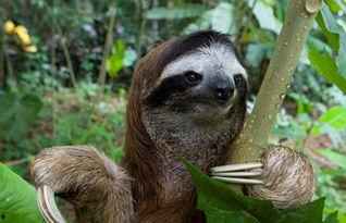 尼加拉瓜吃树懒,居民以树懒为食背后的生存智慧