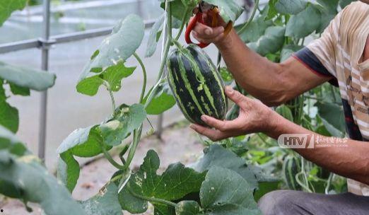 杭州临平吃瓜,夏日吃瓜盛况，街头巷尾尽享清凉时光