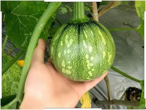 小曹吃瓜,揭秘娱乐圈那些不为人知的幕后故事