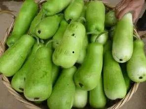 玉门葫芦瓜怎么吃,解锁美味新体验