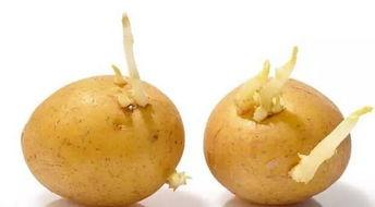 蜜瓜长芽可以吃吗,揭秘安全食用指南