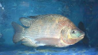 吃瓜不吃罗非鱼,为何吃瓜群众不青睐罗非鱼