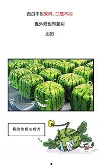 吃瓜还能活多久,揭秘吃瓜还能活多久之谜