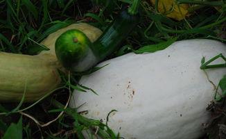 送外卖可以吃瓜,意外邂逅美食瓜界风云