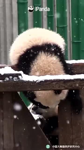 吃瓜小熊河南,探寻中原美食之旅