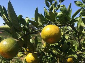 吃瓜的橘,揭秘水果界的“网红”传奇