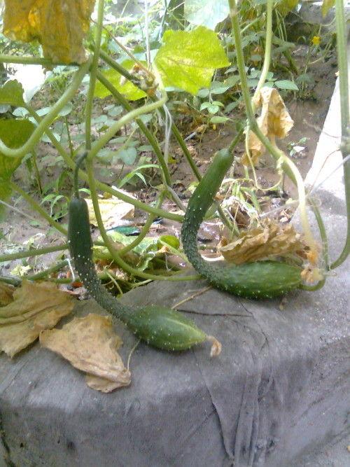 吃瓜种中长什么样子,瓜果飘香，丰收景象