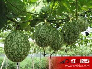 贵州吊瓜怎么吃的,解锁美味新体验