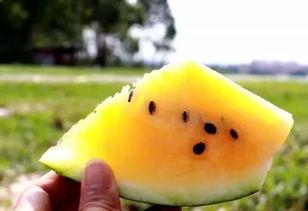 吃瓜记录黄色瓜最新