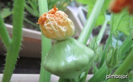 吃瓜花的种子,一场奇妙的植物之旅