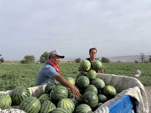 吃瓜三屯,一场别开生面的乡村盛宴