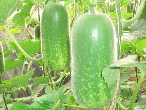 近期421页吃瓜汇总,揭秘近期娱乐圈热点事件全纪录