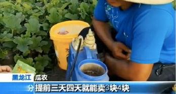 快穿嘎嘎吃瓜后续3,嘎嘎吃瓜第三季，剧情升级，笑料百出！