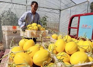 沁阳吃瓜群众,吃瓜群众的热议焦点