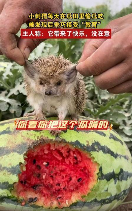 沙漠吃瓜动物,揭秘沙漠吃瓜动物的生存智慧