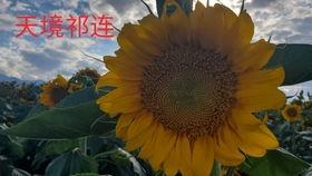 大漠吃瓜后续,揭秘沙漠中的神秘瓜果传奇