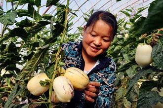 酒泉吃瓜事件,一场网络热议背后的真相与反思