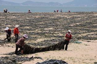 福建渔民吃瓜事件,一场引发社会关注的争议