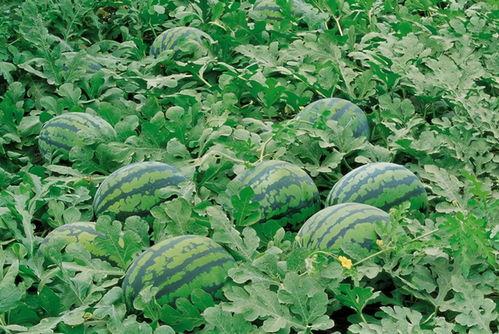 新疆伊犁吃瓜群