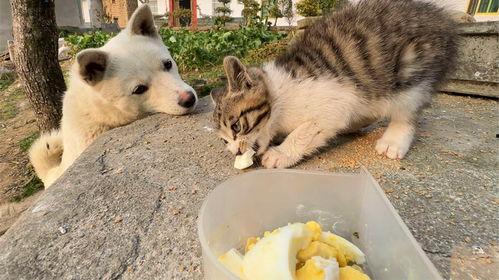 小狗和小猫吃瓜,小狗小猫共享美味瓜果时光