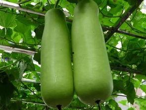 乳山供电公司吃瓜,吃瓜群众见证电力发展新篇章