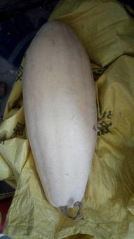 骨折可以吃白瓜吗吗,白瓜的适宜摄入与禁忌