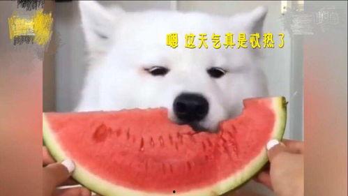 萨摩耶吃瓜图片,萌态十足引网友爆笑