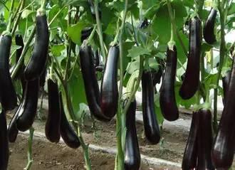 美女吃野生茄瓜,美女品尝野生茄瓜的田园风情