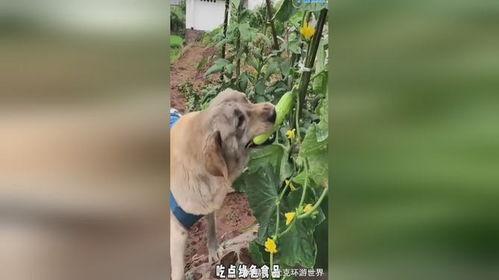 天堂吃瓜小狗图片,揭秘吃瓜小狗的奇幻之旅