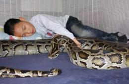 吃瓜男人与蛇,一场惊心动魄的邂逅