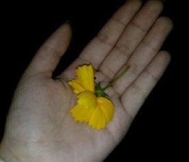 真人吃瓜素材视频,一场视觉与味觉的双重盛宴