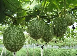 吃瓜可好图片,吃瓜群众视角下的趣味瞬间