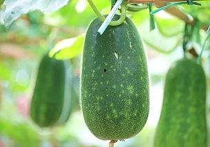 春节必吃的瓜,盘点那些让人回味无穷的“必吃瓜”