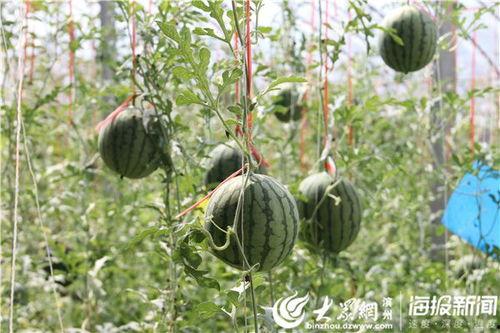 兴化大丰吃瓜事件视频,一场引发热议的网络视频风波