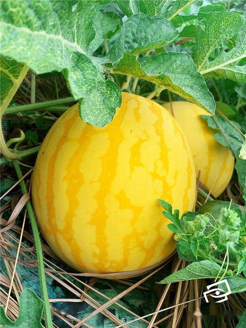 见习吃瓜,揭秘娱乐圈幕后故事